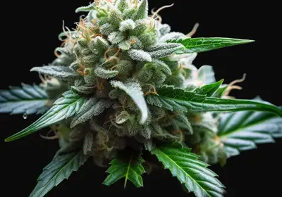 Lowryder Auto