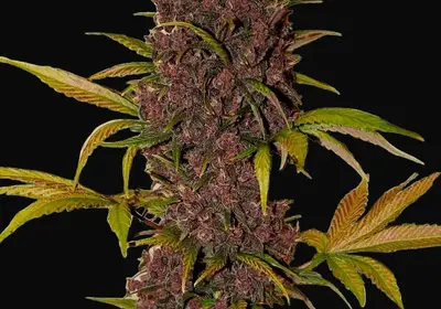 LSD 25 Auto