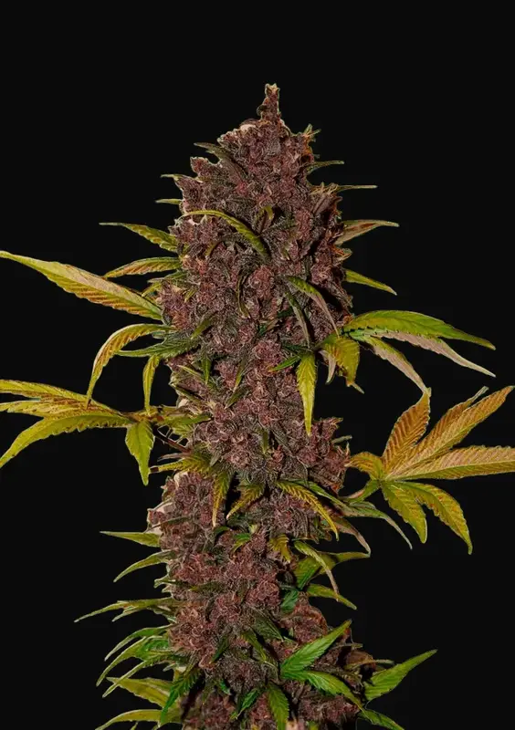 LSD 25 Auto