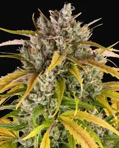 LSD Auto