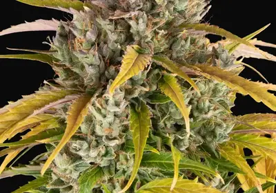 LSD Auto