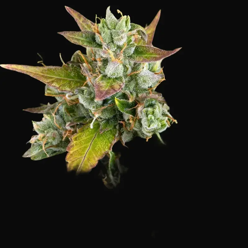 LSD Auto — zdjęcie 2