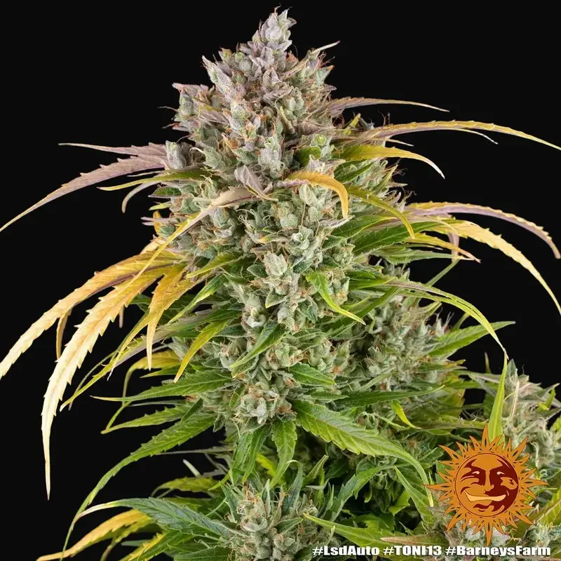 LSD Auto — zdjęcie 5