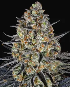 LSD