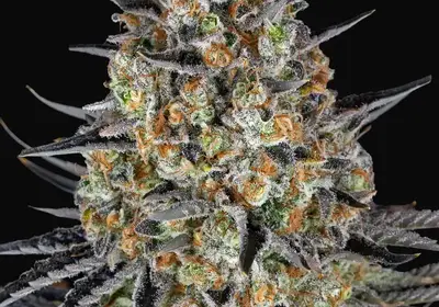 LSD