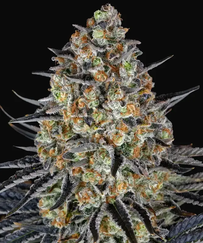 LSD