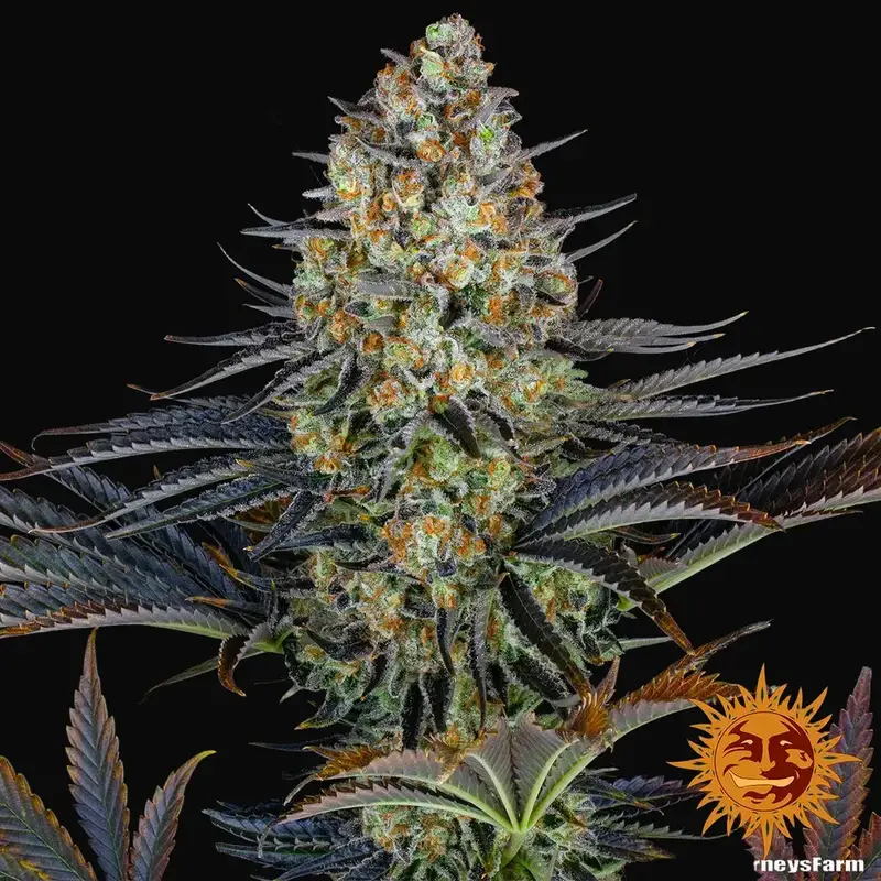 LSD — zdjęcie 2