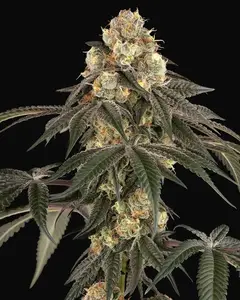 Lychee Sago Feminized