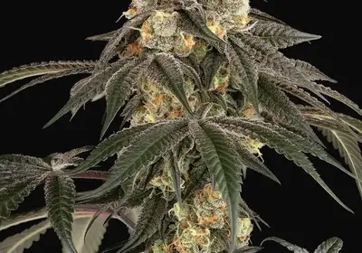 Lychee Sago Feminized