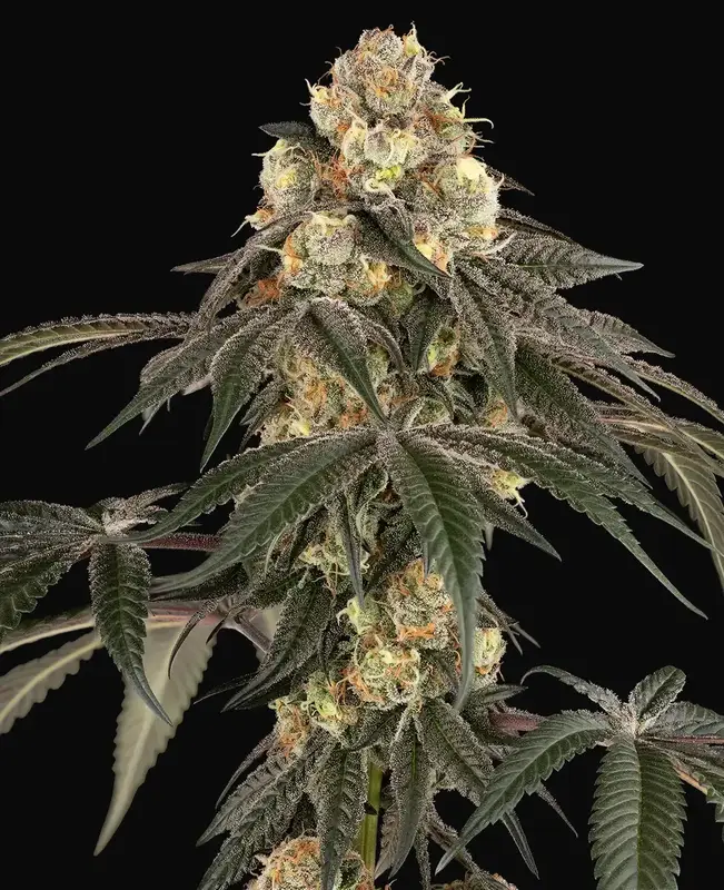 Lychee Sago Feminized