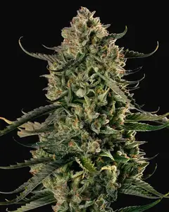 MAC Dawg XXL Auto