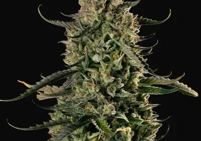 MAC Dawg XXL Auto