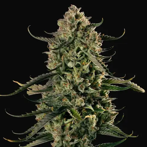 MAC Dawg XXL Auto