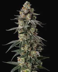 MAC1 Auto