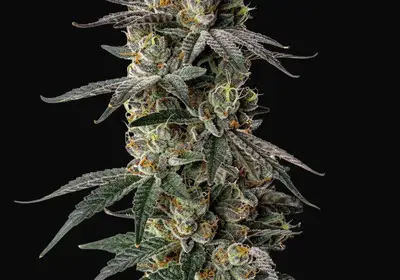 MAC1 Auto