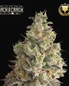 Mack & Crack Auto