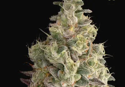 Mack & Crack Auto