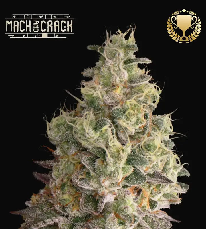 Mack & Crack Auto