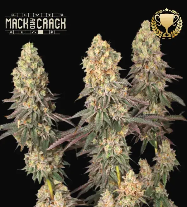 Mack & Crack