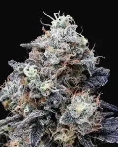 MacMelon Auto