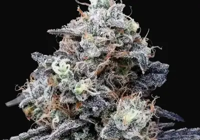 MacMelon Auto