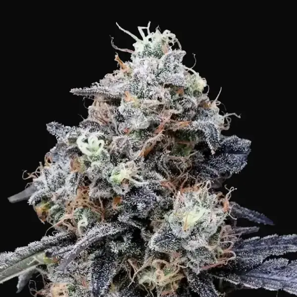 MacMelon Auto