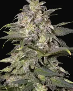 Magic Bud
