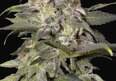 Magic Bud