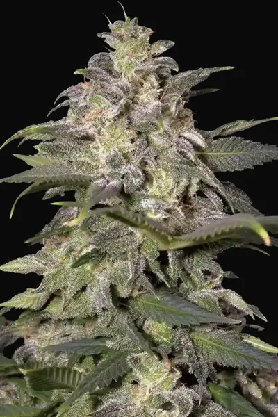 Magic Bud