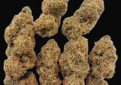 Magic Carrot