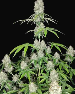 Magnum Auto