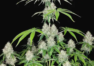 Magnum Auto
