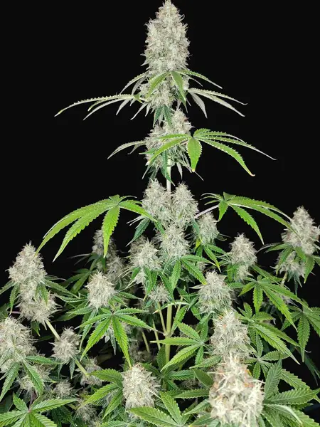 Magnum Auto