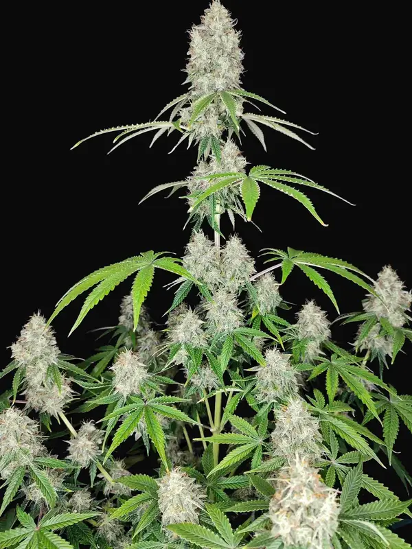 Magnum Auto
