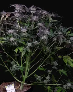 Major Stomp Auto