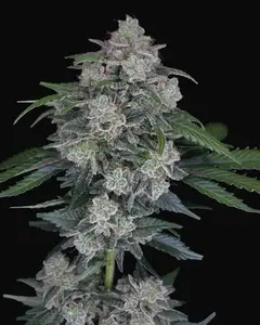 MAK OG Auto