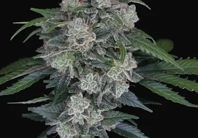 MAK OG Auto