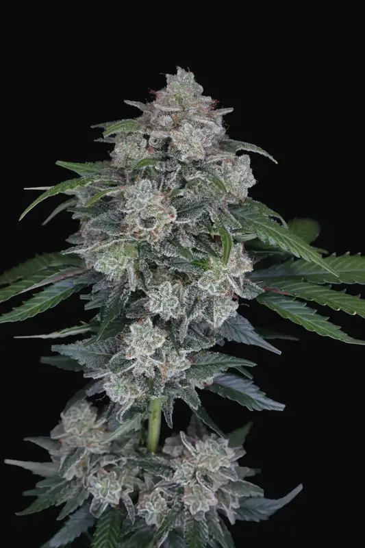 MAK OG Auto