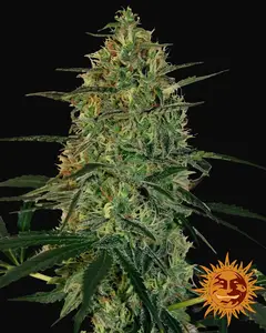Malana Bomb Auto