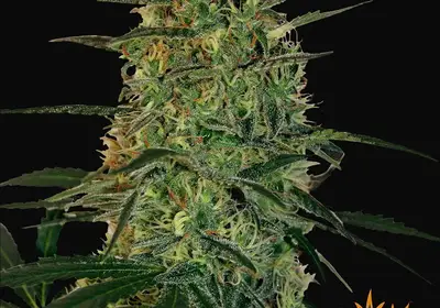 Malana Bomb Auto