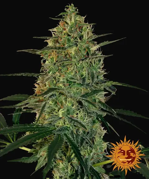 Malana Bomb Auto