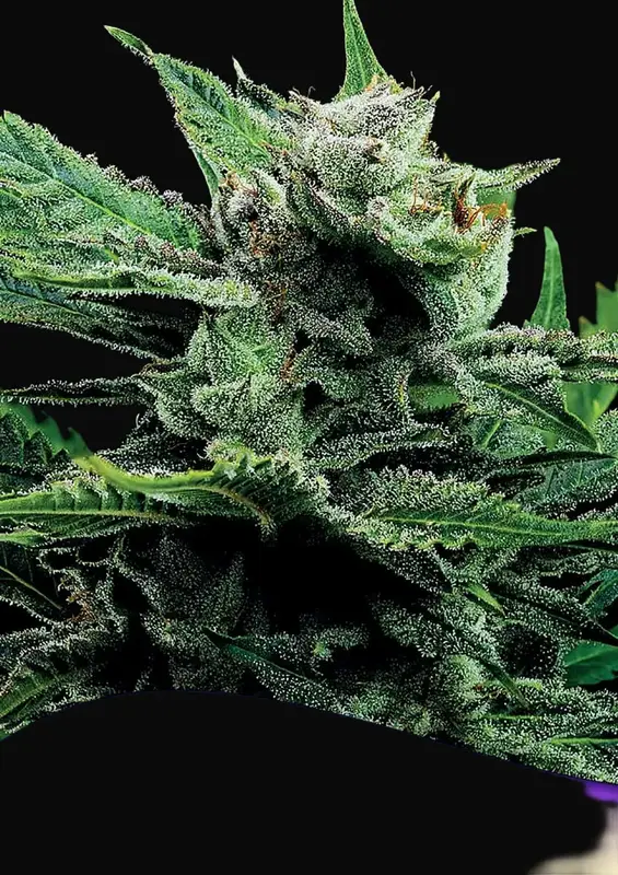 Malawi Gold