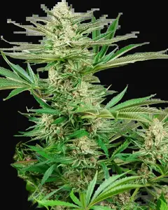 Malibu OG Gold Feminized