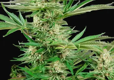 Malibu OG Gold Feminized
