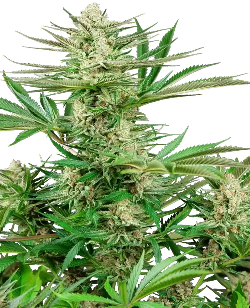 Malibu OG Gold Feminized