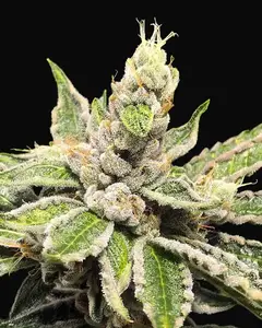 Mamacita's Cookies