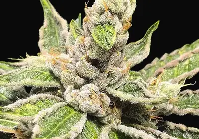 Mamacita's Cookies