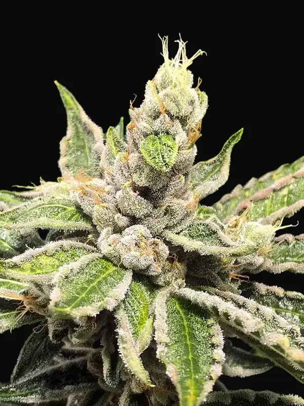 Mamacita's Cookies