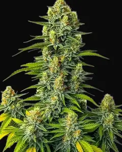 Mamba Negra Auto