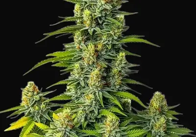 Mamba Negra Auto